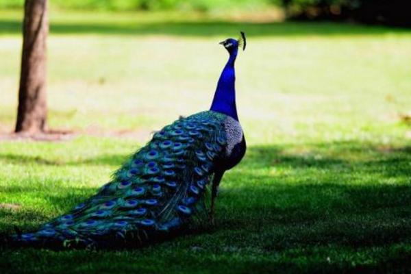 藍孔雀養殖市場前景 藍孔雀養殖是騙局嗎