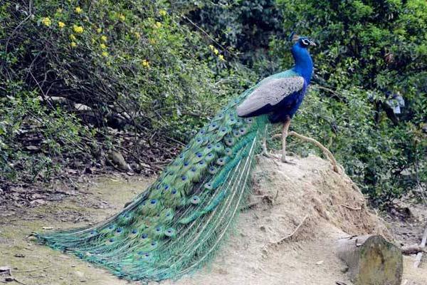 藍孔雀養殖市場前景 藍孔雀養殖是騙局嗎