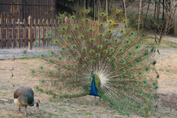 藍孔雀養殖市場前景 藍孔雀養殖是騙局嗎