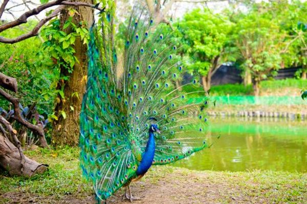 藍孔雀養殖市場前景 藍孔雀養殖是騙局嗎