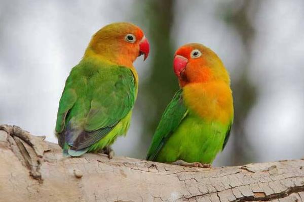 牡丹鸚鵡市場價格多少錢一只 牡丹鸚鵡哪個品種最貴