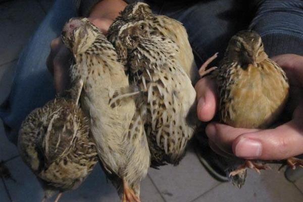 鵪鶉怎么做好吃又簡單 鵪鶉不能和什么一起吃