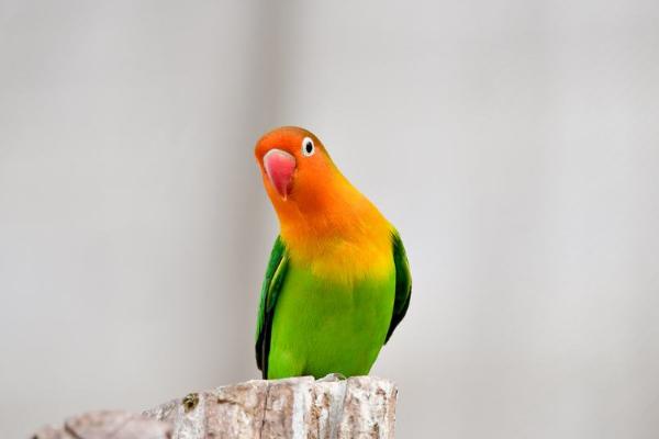 牡丹鸚鵡市場價格多少錢一只 牡丹鸚鵡哪個品種最貴