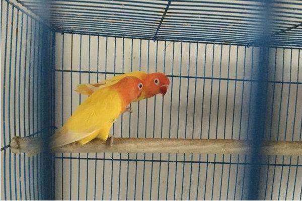 牡丹鸚鵡市場價格多少錢一只 牡丹鸚鵡哪個品種最貴