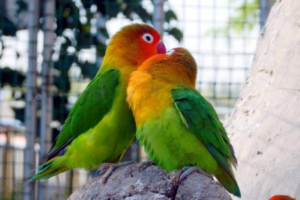 牡丹鸚鵡市場價格多少錢一只 牡丹鸚鵡哪個品種最貴