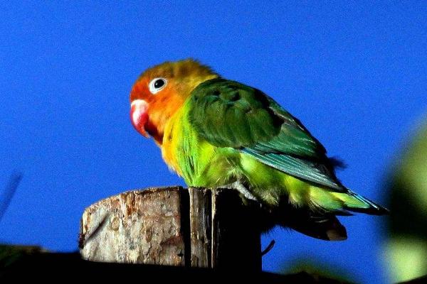 牡丹鸚鵡市場價格多少錢一只 牡丹鸚鵡哪個品種最貴