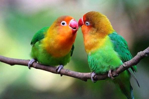 牡丹鸚鵡市場價格多少錢一只 牡丹鸚鵡哪個品種最貴