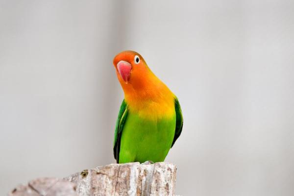 牡丹鸚鵡怎么養(yǎng) 牡丹鸚鵡怎么訓(xùn)練