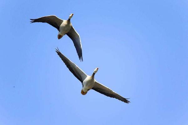 大雁是保護動物嗎 吃大雁犯法嗎