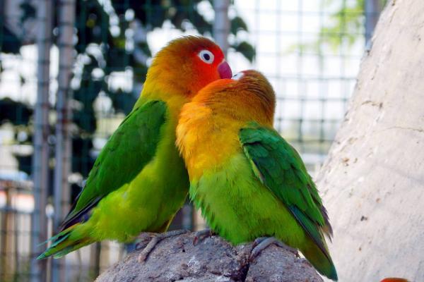 牡丹鸚鵡怎么養 牡丹鸚鵡怎么訓練