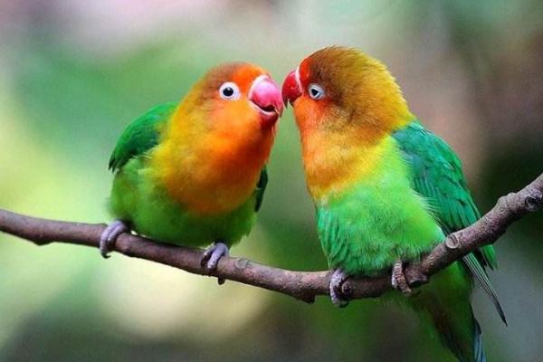 牡丹鸚鵡怎么養 牡丹鸚鵡怎么訓練