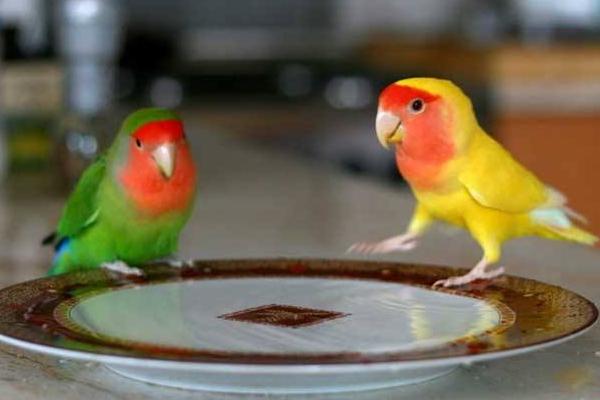 牡丹鸚鵡怎么養 牡丹鸚鵡怎么訓練