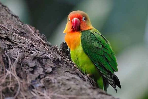 牡丹鸚鵡怎么養 牡丹鸚鵡怎么訓練