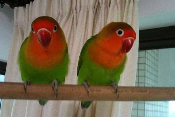 牡丹鸚鵡怎么養 牡丹鸚鵡怎么訓練