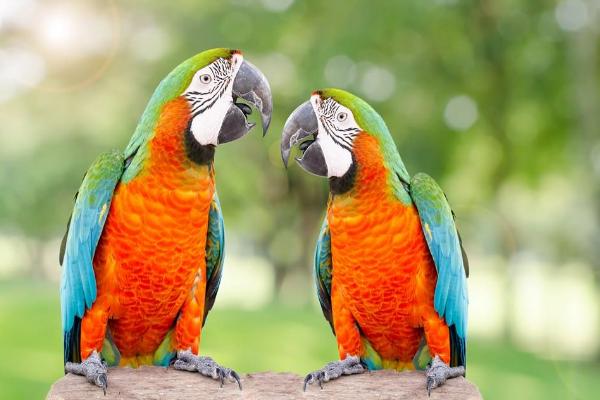 鸚鵡為什么會說話 什么鸚鵡會說話