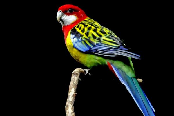 鸚鵡為什么會說話 什么鸚鵡會說話