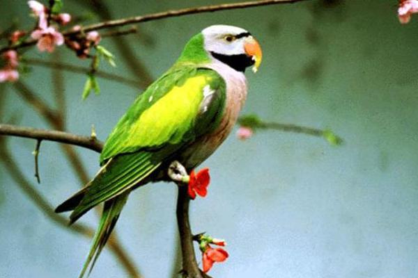 鸚鵡為什么會說話 什么鸚鵡會說話