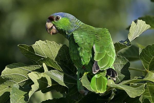 鸚鵡為什么會說話 什么鸚鵡會說話