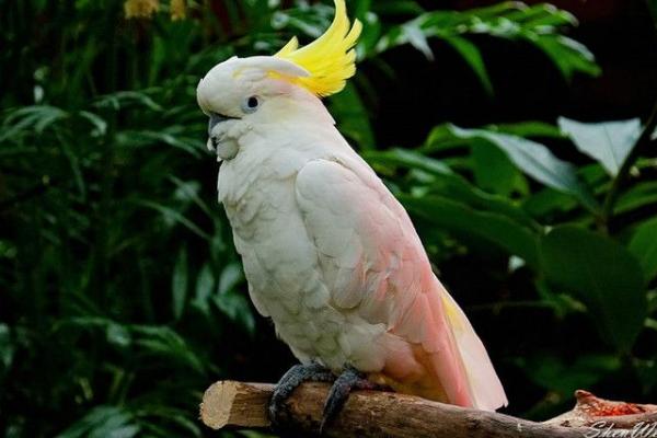 鸚鵡為什么會說話 什么鸚鵡會說話