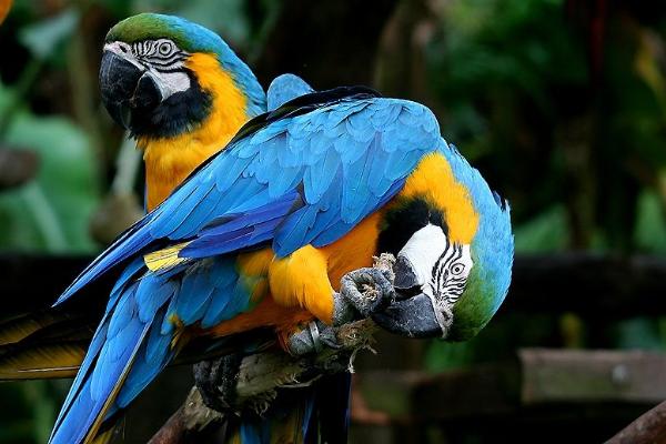 鸚鵡為什么會說話 什么鸚鵡會說話