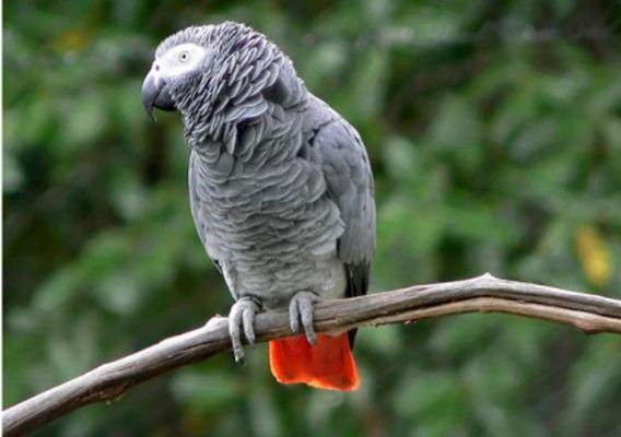 鸚鵡為什么會說話 什么鸚鵡會說話