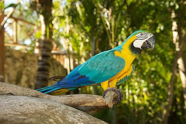 鸚鵡為什么會說話 什么鸚鵡會說話