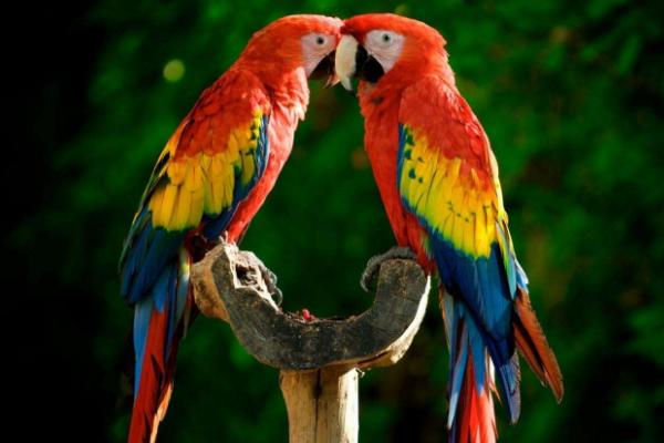 鸚鵡為什么會說話 什么鸚鵡會說話