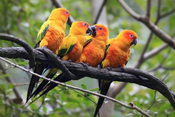 金太陽鸚鵡市場價格多少錢一只 金太陽鸚鵡的優缺點