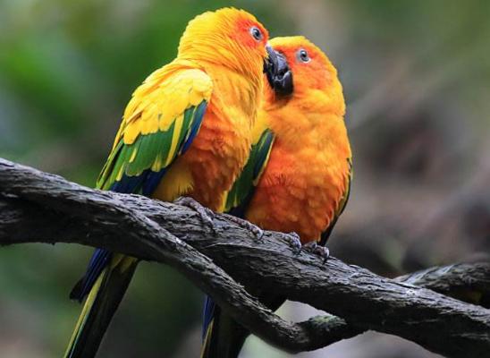 金太陽鸚鵡市場價格多少錢一只 金太陽鸚鵡的優缺點