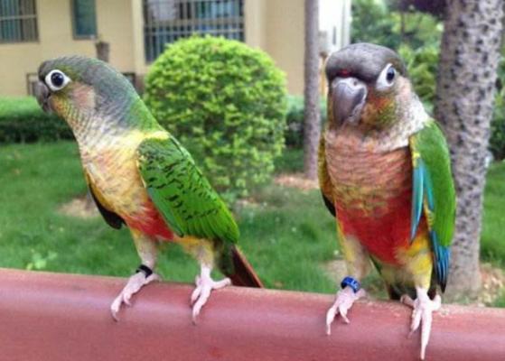 金太陽鸚鵡市場價格多少錢一只 金太陽鸚鵡的優缺點