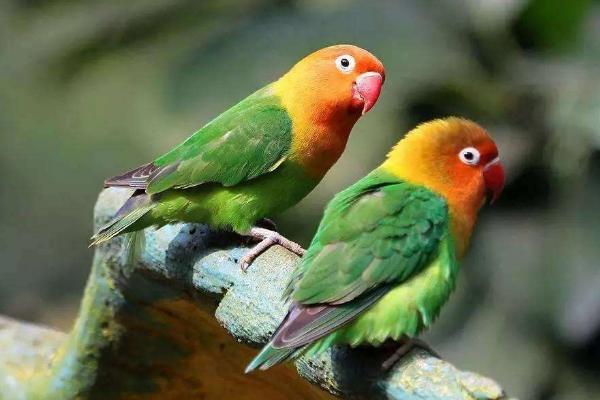 金太陽鸚鵡市場價格多少錢一只 金太陽鸚鵡的優缺點