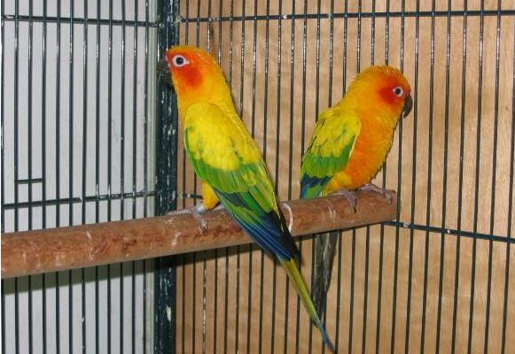 金太陽鸚鵡市場價格多少錢一只 金太陽鸚鵡的優缺點
