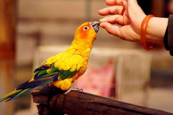 金太陽鸚鵡市場價格多少錢一只 金太陽鸚鵡的優缺點