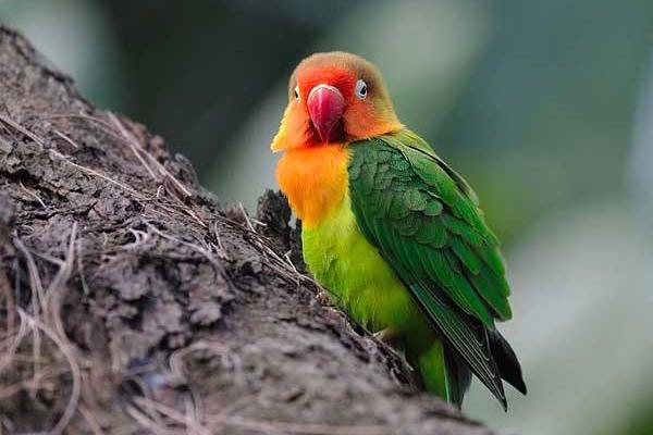 牡丹鸚鵡認主人嗎 牡丹鸚鵡怎么養才親