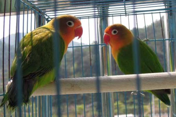 牡丹鸚鵡認主人嗎 牡丹鸚鵡怎么養才親