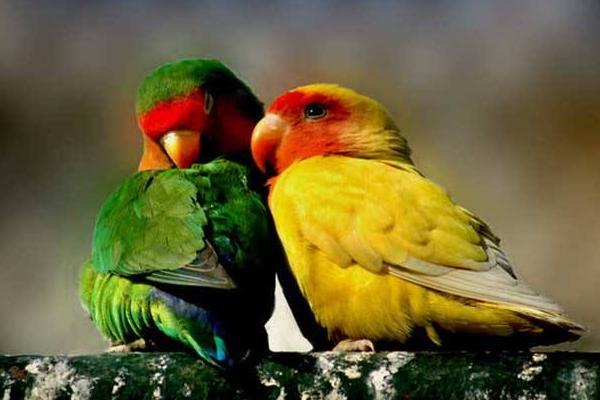 牡丹鸚鵡認主人嗎 牡丹鸚鵡怎么養才親