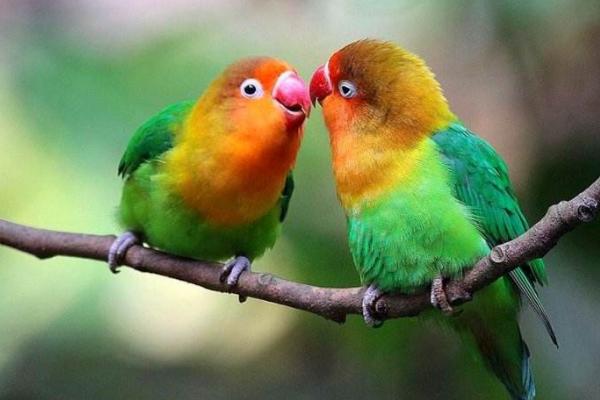 牡丹鸚鵡認主人嗎 牡丹鸚鵡怎么養才親