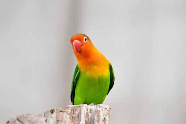 牡丹鸚鵡認主人嗎 牡丹鸚鵡怎么養才親