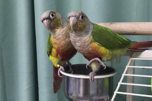 小太陽鸚鵡好養(yǎng)嗎 養(yǎng)小太陽鸚鵡注意事項