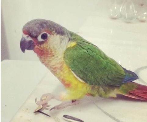 小太陽鸚鵡好養嗎 養小太陽鸚鵡注意事項