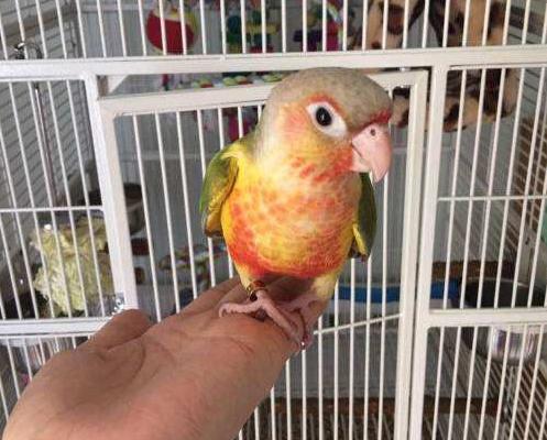 小太陽鸚鵡好養嗎 養小太陽鸚鵡注意事項