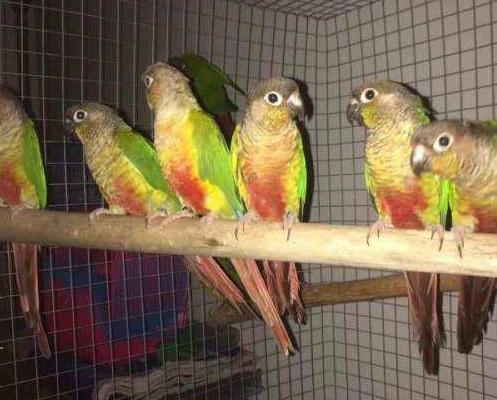 小太陽鸚鵡好養嗎 養小太陽鸚鵡注意事項