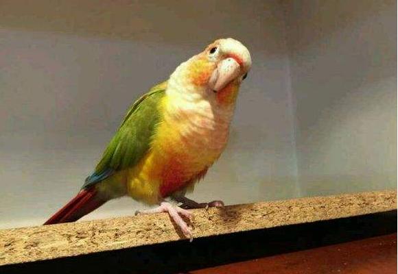 小太陽鸚鵡好養嗎 養小太陽鸚鵡注意事項