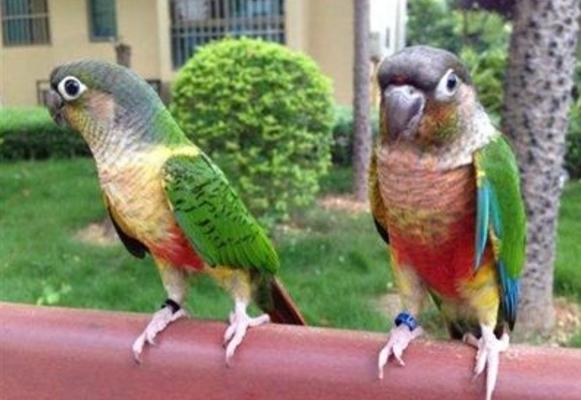 小太陽鸚鵡好養嗎 養小太陽鸚鵡注意事項