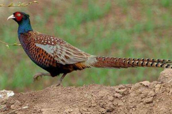 野雞是國家保護動物嗎 抓野雞犯法嗎