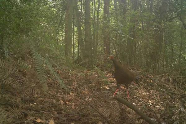 野雞是國家保護動物嗎 抓野雞犯法嗎