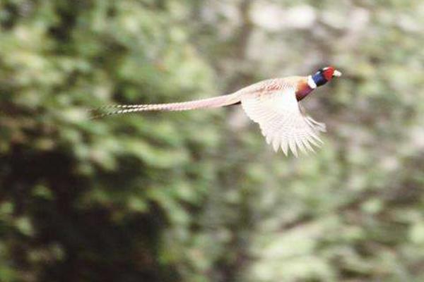 野雞是國家保護動物嗎 抓野雞犯法嗎
