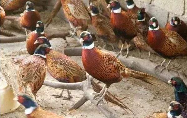 野雞是國家保護動物嗎 抓野雞犯法嗎