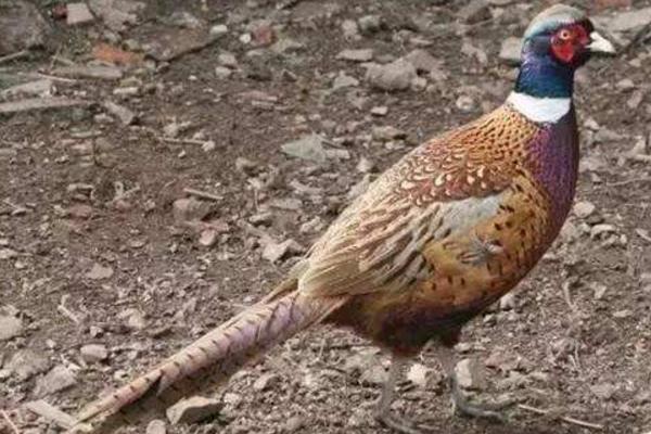 野雞是國家保護動物嗎 抓野雞犯法嗎