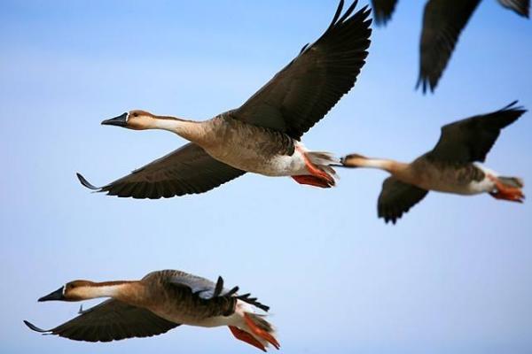 大雁怎么養 大雁養殖技術與注意事項